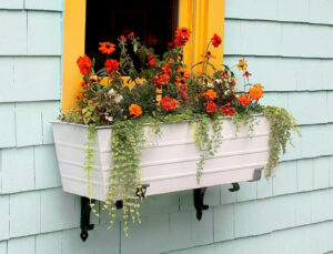 window box gardening for seniors